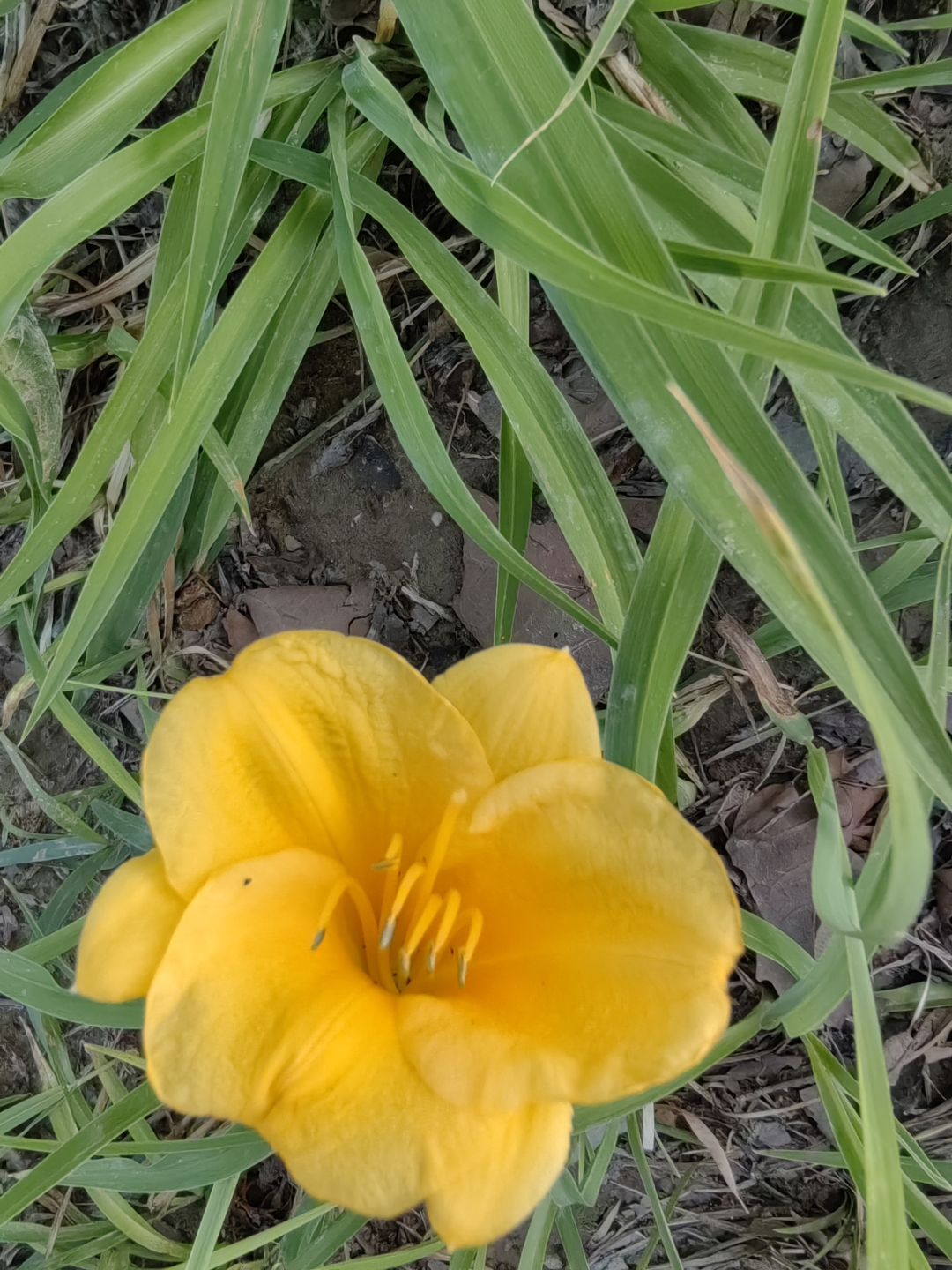 忘忧草是香菜吗香蕉与忘忧草，缓解焦虑的天然良药-第2张图片