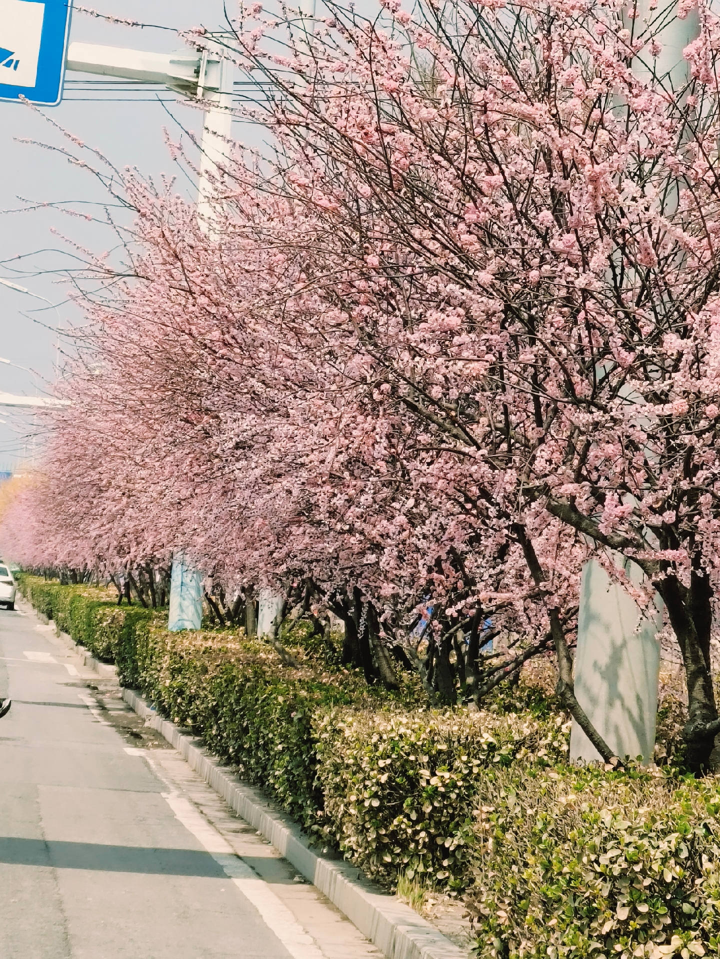 桃花在线观看视频桃花盛开，在线观看视频的美丽之旅