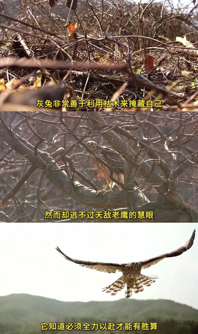 幽灵船逃生攻略，生存与逃脱的智慧