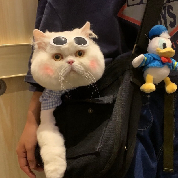 探索猫咪社区，高清视频在线观看的乐趣
