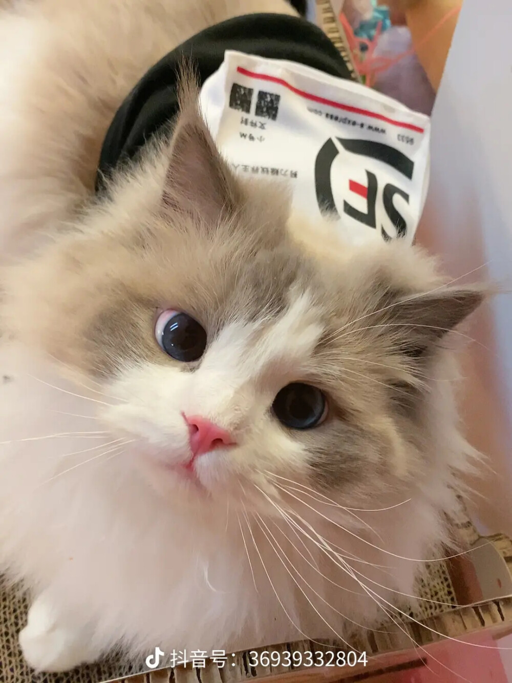 猫咪社区，免费资源在线观看的乐趣世界-第3张图片