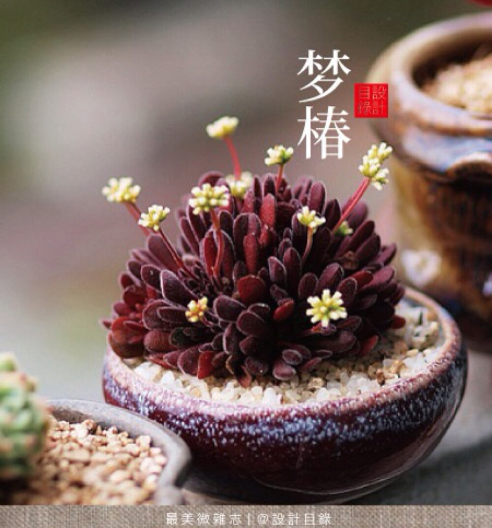 1v7的冒险之旅，多肉与多车的奇幻世界-第1张图片