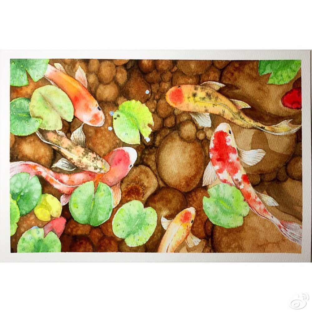 锦鲤吸水与夹的差异解析