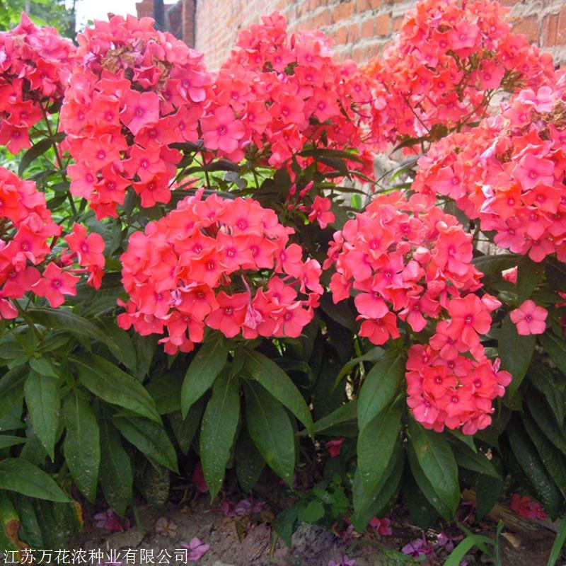 野花社区WWW中文高清版野花社区高清中文版——探索未知的在线学习与娱乐体验-第1张图片