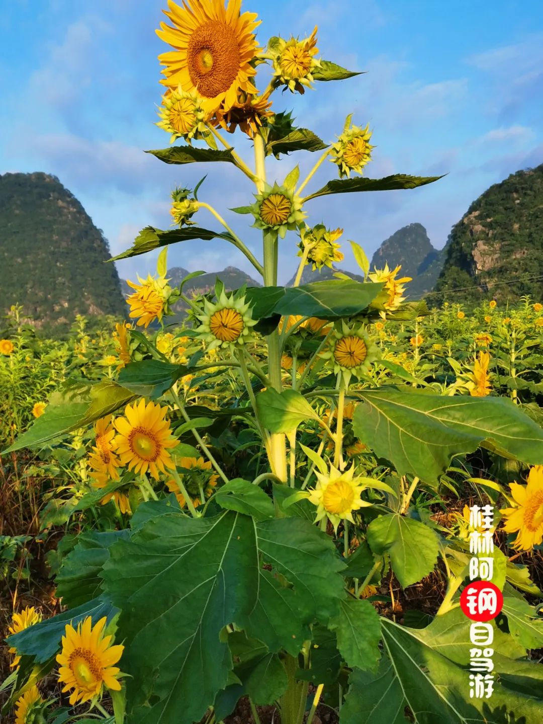 关于XRK1-3 0.APK与向日葵下载的探讨-第2张图片