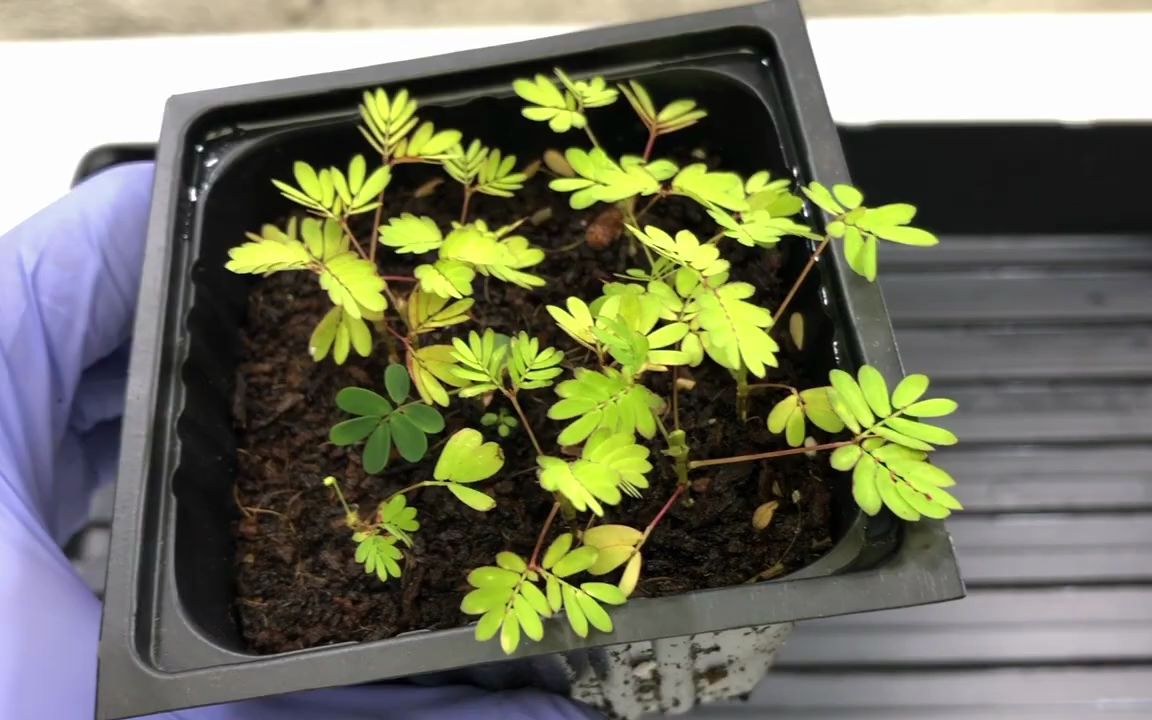精品含羞草免费视频观看网站精品含羞草视频，免费观看的乐趣与探索