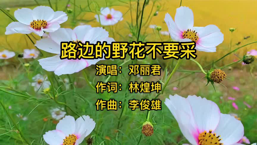 野花社区视频观看指南，免费视频大全-第3张图片