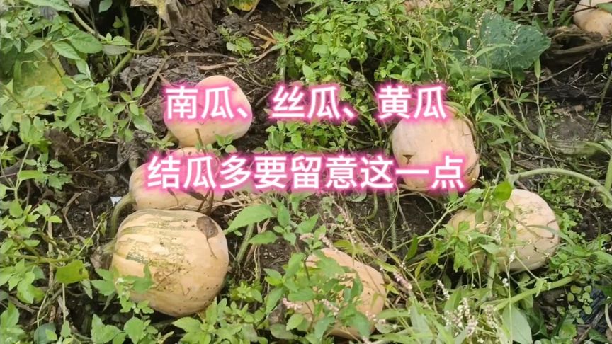 黄瓜丝瓜视频ios版下载黄瓜视频APP无限观看体验，丝瓜视频与丝瓜视在线观看的探索-第3张图片