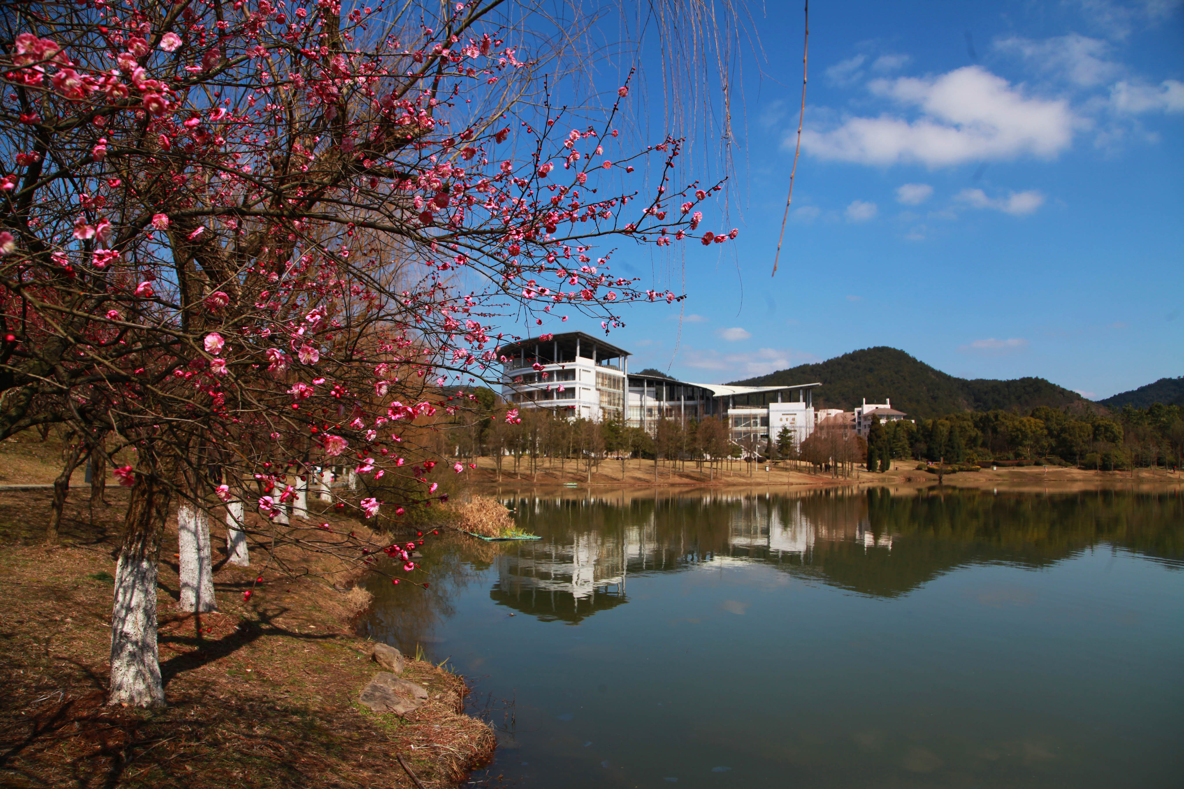 浙江农林大学夏婧茹照片高清浙江农林大学夏婧茹照片，一位美丽与才华并存的女大学生-第1张图片