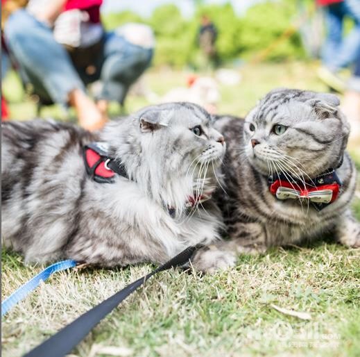 猫咪社区官方在线入口探索猫咪社区官方在线入口