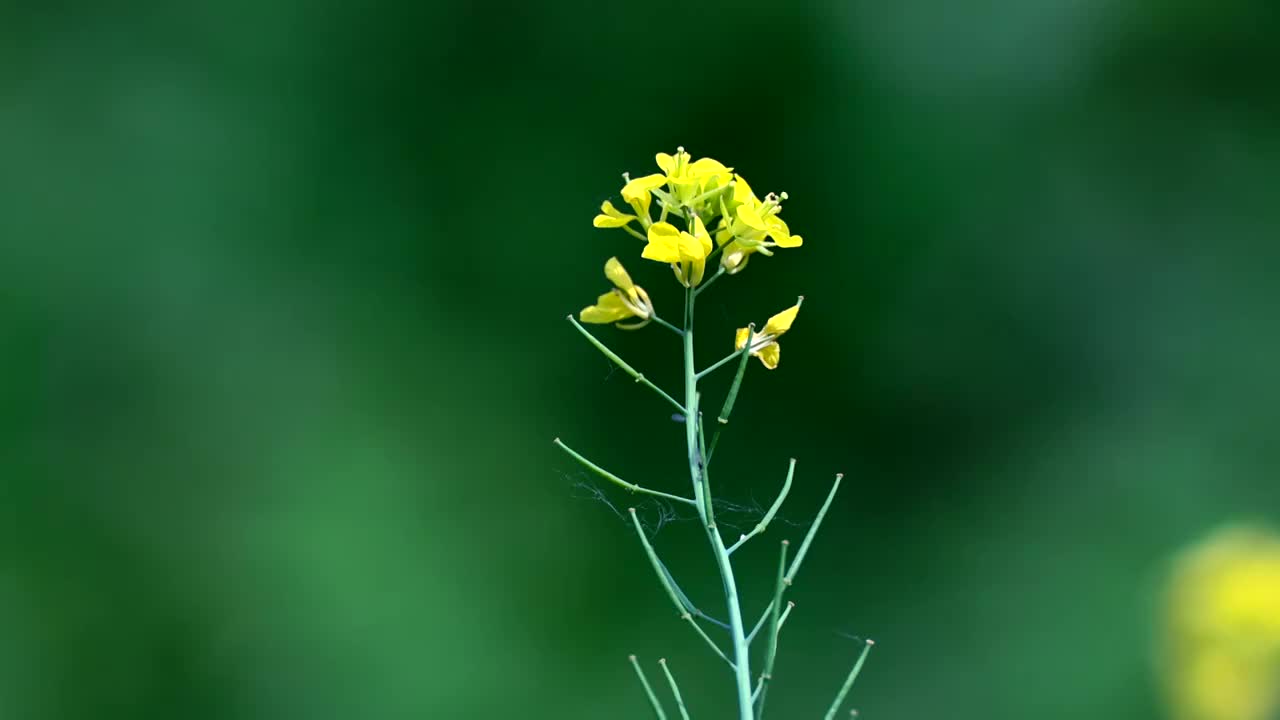 野花视频在线观看免费直播野花之美，在线免费观看直播的探索之旅