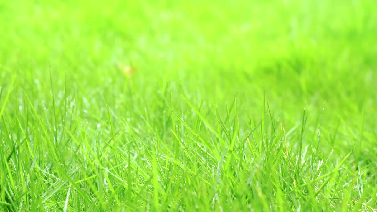 青草资源站青草资源站——绿色生态的守护者-第2张图片