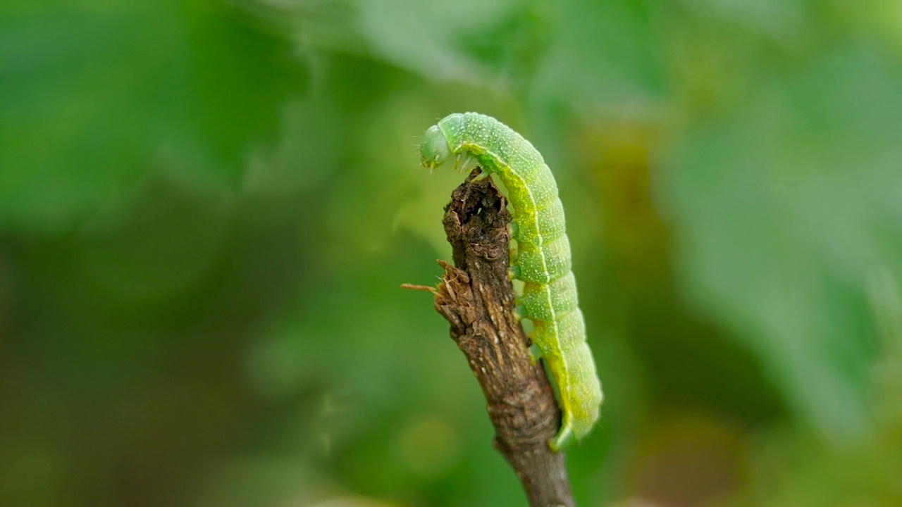 疯狂猜成语毛毛虫疯狂猜成语，探索毛毛虫的智慧-第2张图片