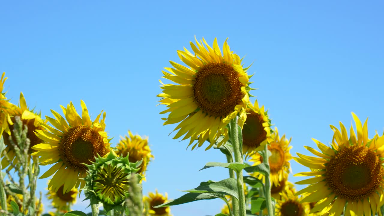向日葵视频在线下载安卓苹果向日葵视频在线观看与下载地址指南（适用于IOS用户）-第2张图片