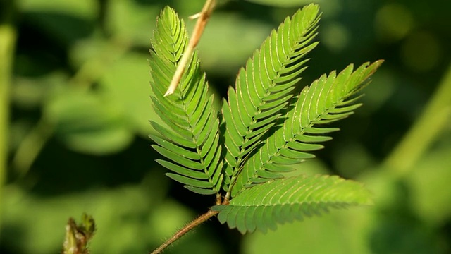 含羞草传媒每天免费三次破含羞草传媒，每日免费三次的独特体验-第3张图片