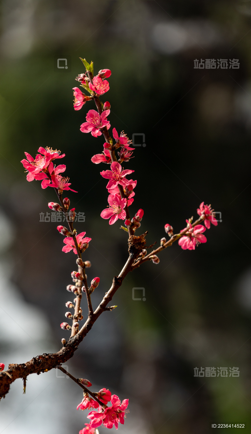 桃花视频在线观看高清免费桃花视频在线观看高清免费-第1张图片