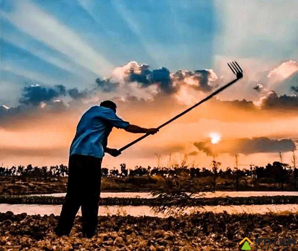 耕耘大婶的肥沃的土地是什么意思耕耘大婶的肥沃土地——耕耘与收获的诗意画卷-第2张图片
