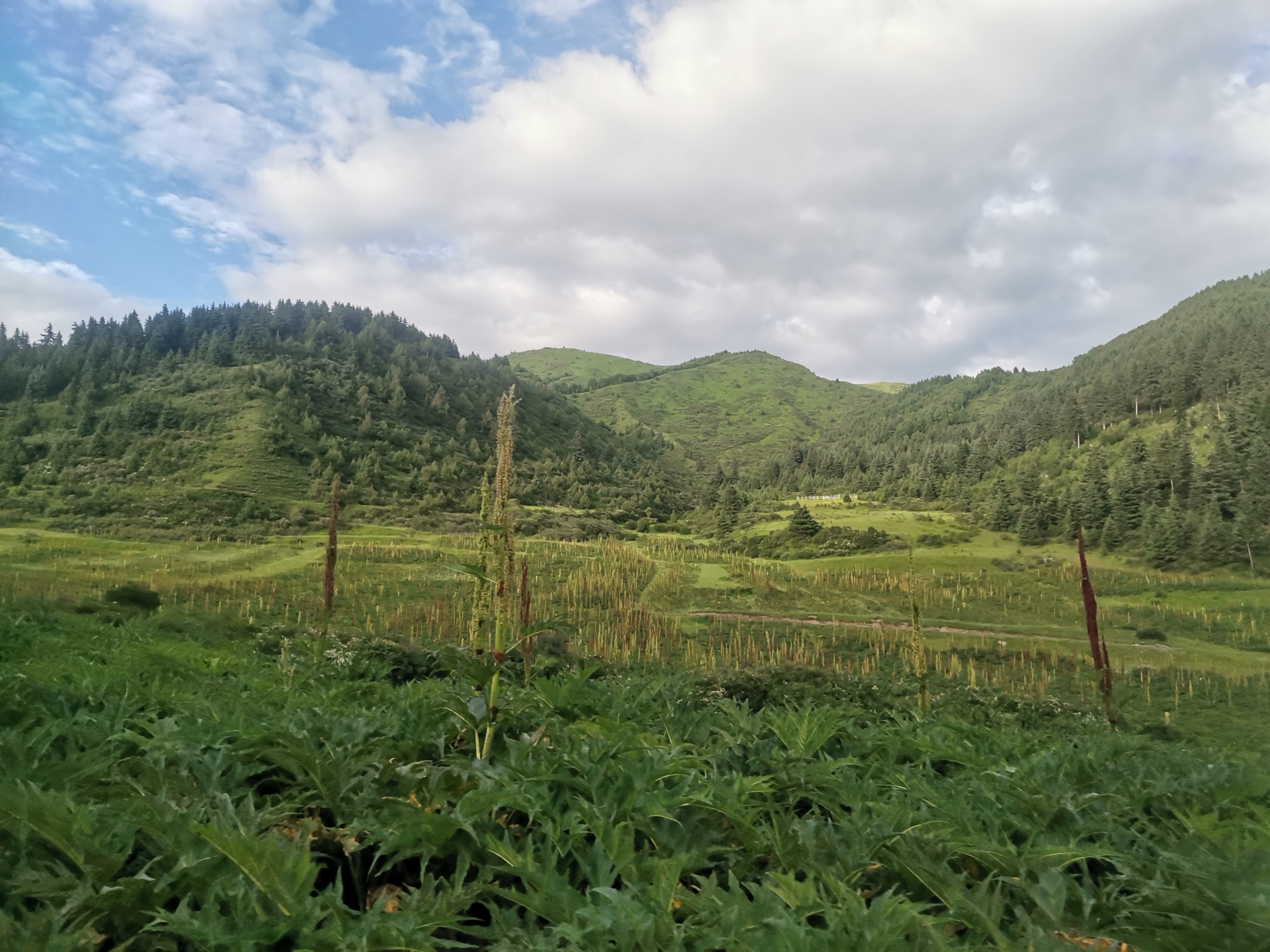 野花社区视频最新资源探索与分享-第2张图片