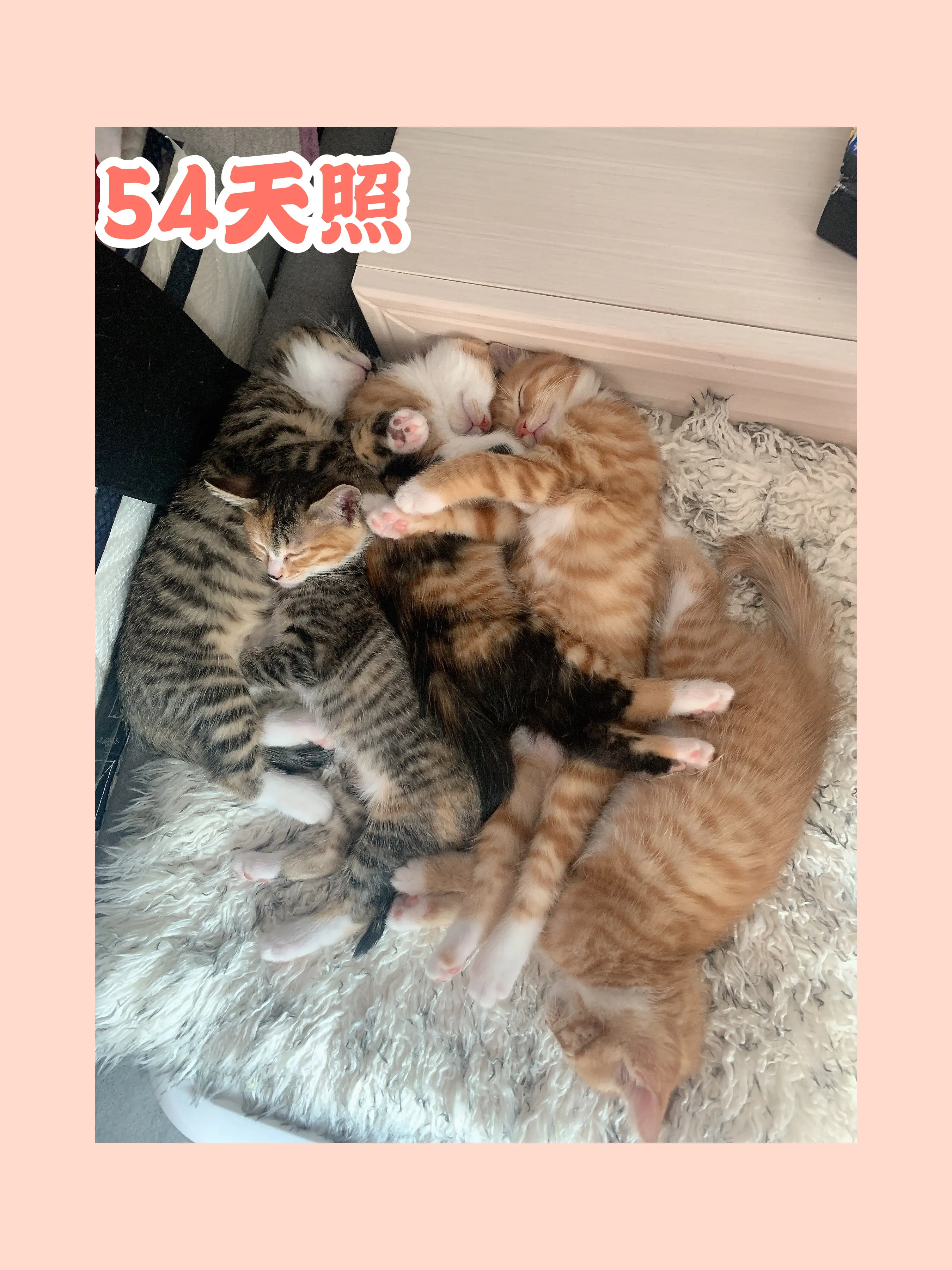 噼里啪啦高清视频在线观看，开启全新视觉体验之旅