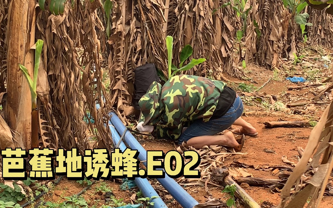 芭蕉视频入口，探索数字时代的视频新体验