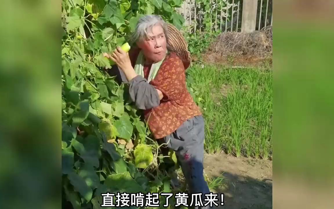 欧美肥老太WBWBWBB欧美肥老太的魅力与独特风情——WBWBWBB的探索之旅-第2张图片
