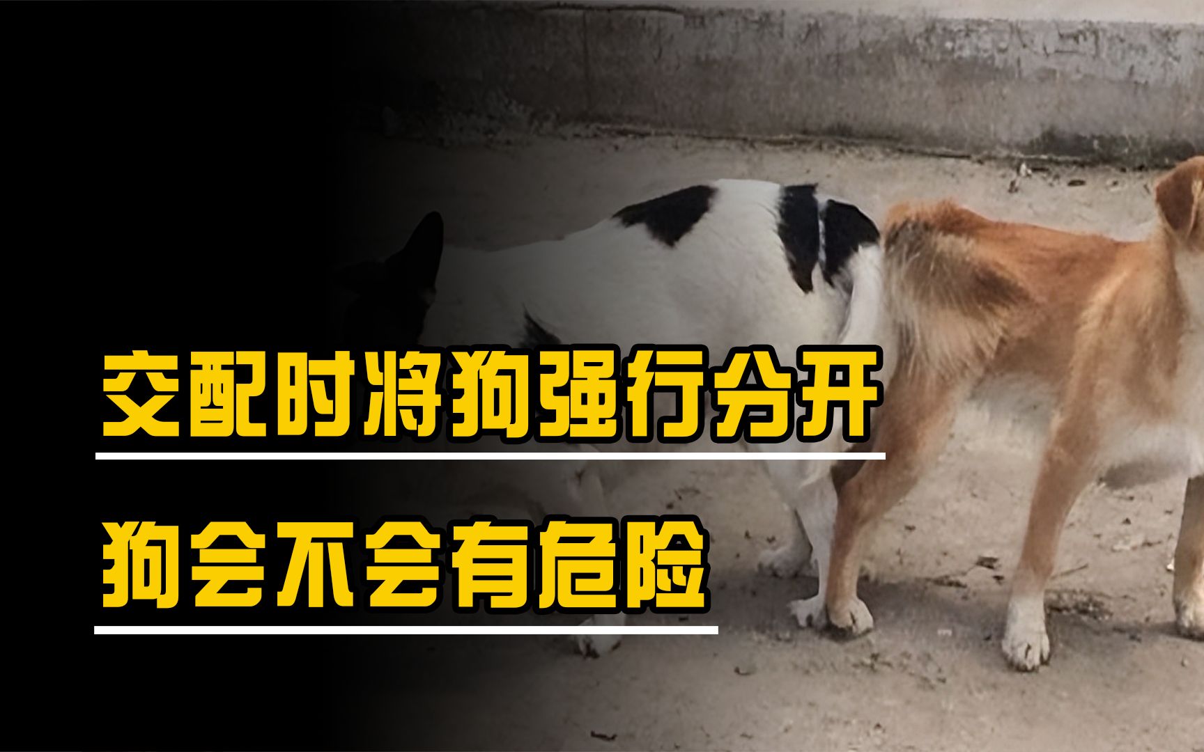 狗配人怎样配马配人呢狗配人，马配人，探索不同关系中的和谐共处之道-第3张图片