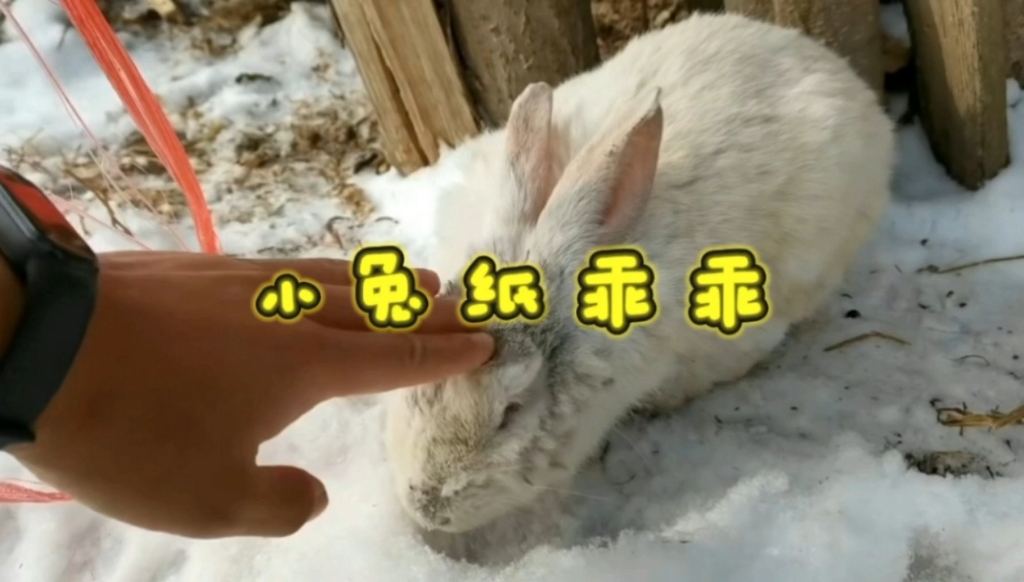 被男朋友吃小兔兔的奇妙体验，一次知乎的深度探索-第2张图片