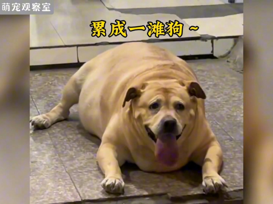 狗狗身体突然很烫巨犬疾驰，速度与体型共存的大烫狗