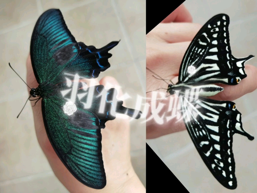 蝴蝶宝宝是什么病症蝴蝶b的奇妙世界-第3张图片