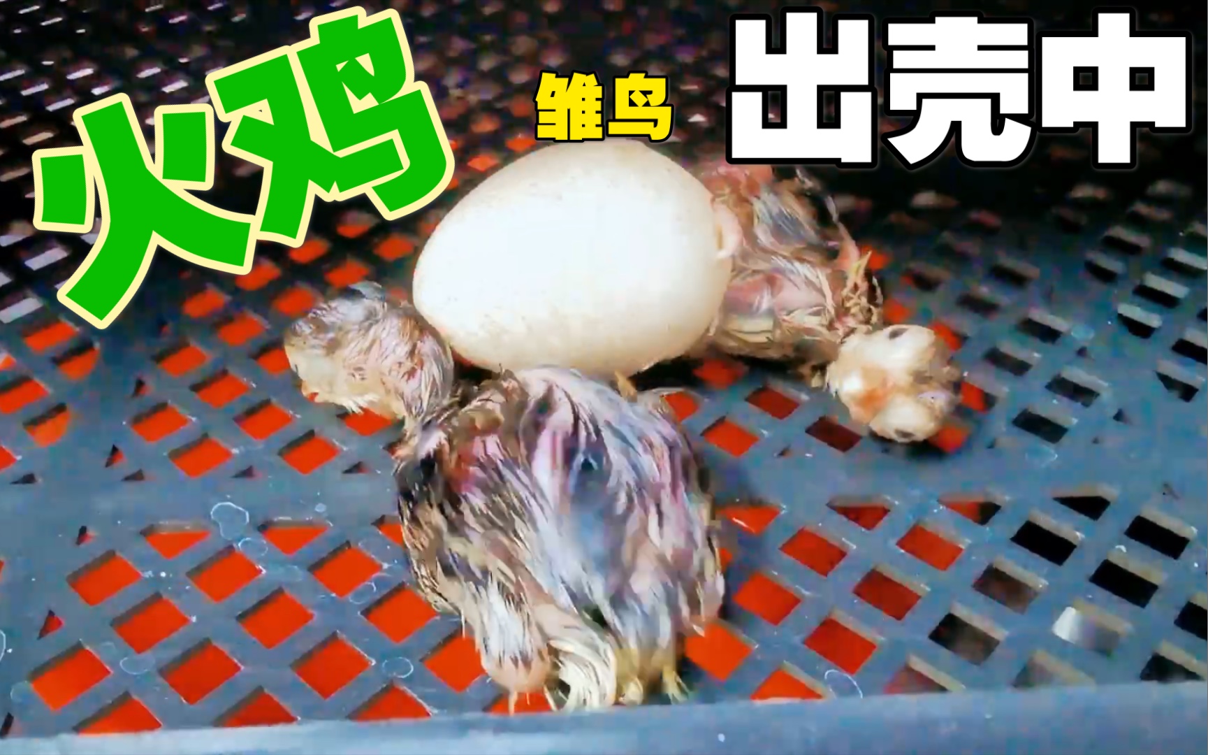 宝宝你好会夹啊都拉丝了h无弹窗宝宝夹食技巧大揭秘，拉丝美食的宝宝制作法