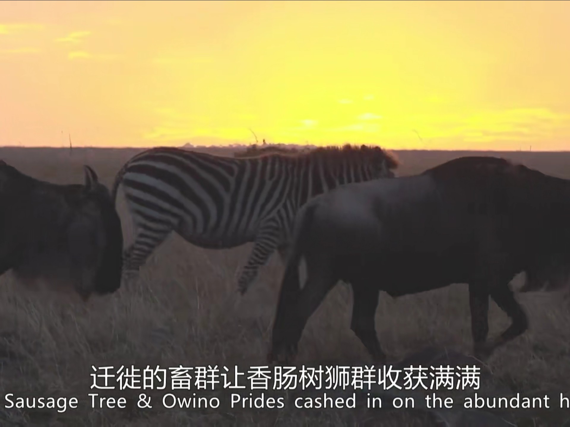 非洲动物与人非洲文化中的特殊互动，人与牲畜的和谐共存