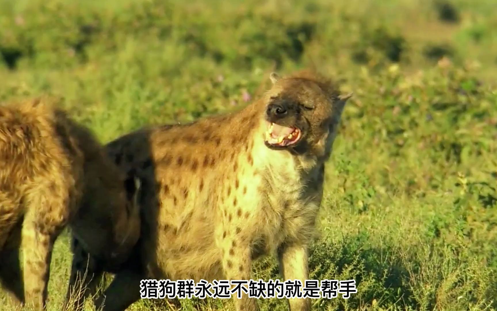 捕猎者捕猎者的生存法则-第3张图片