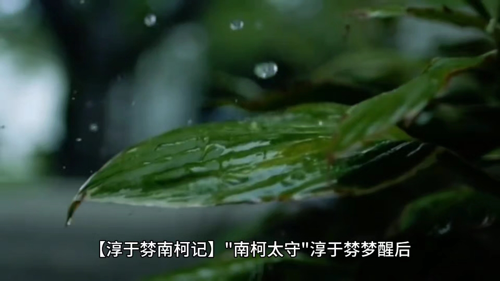 叶桐叶桐，一个坚韧与智慧并存的成长故事-第2张图片