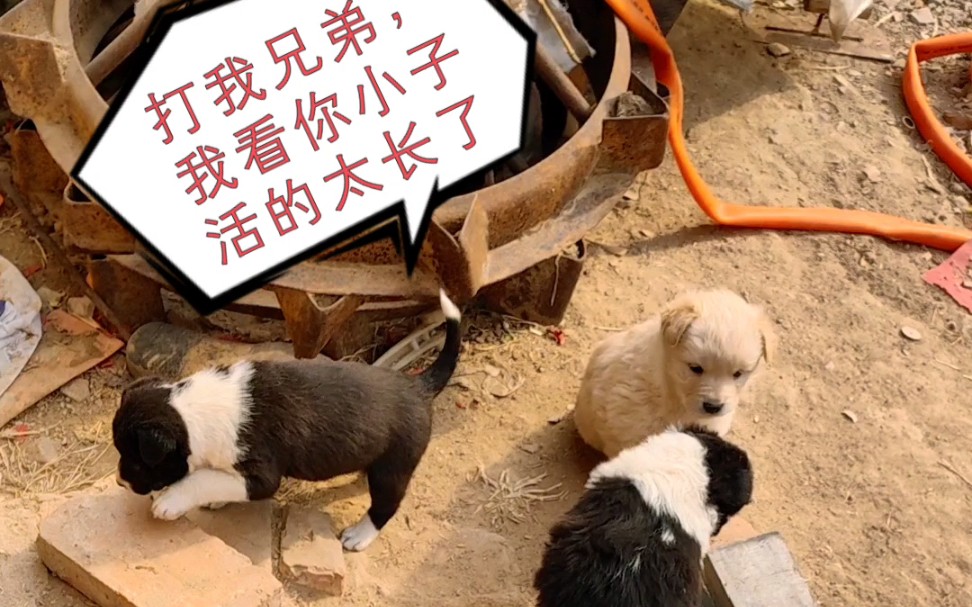 狗狗好烫怎么回事狗狗与那又长又烫的时光-第2张图片