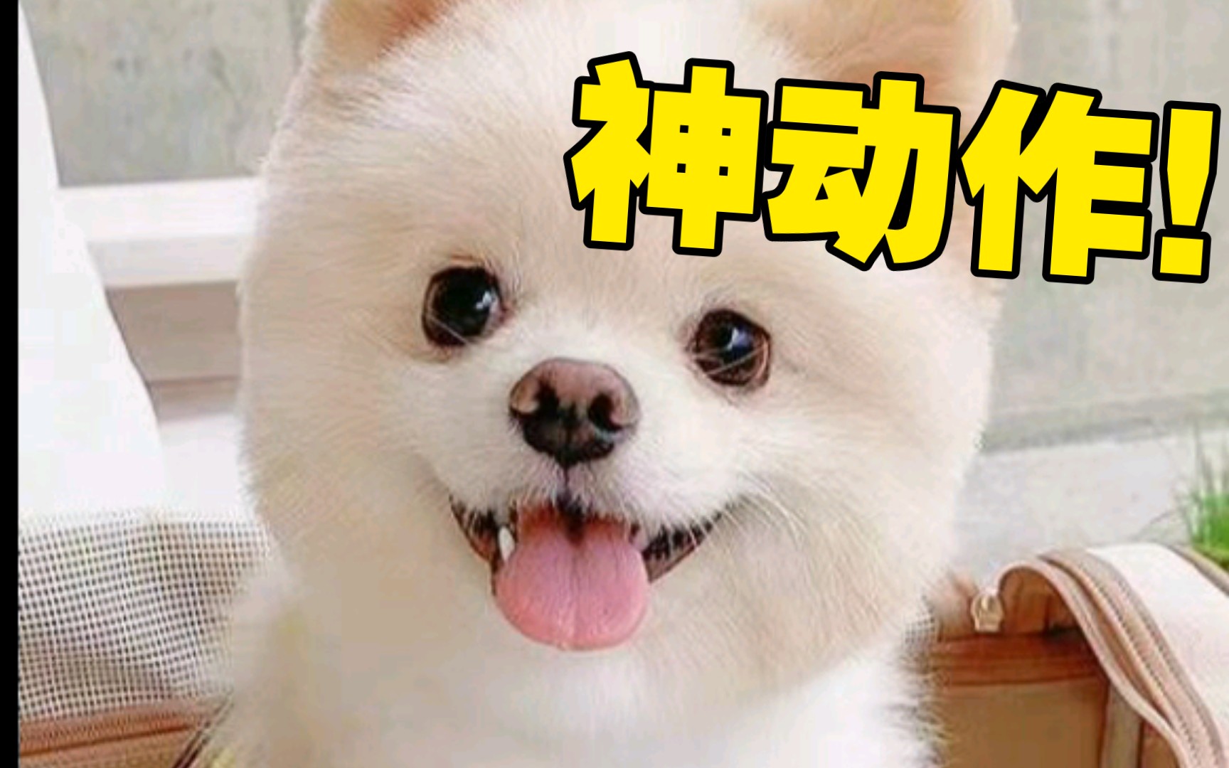 好...好快啊哈哈好快节奏的现代生活——哈哈笑对好时光-第1张图片