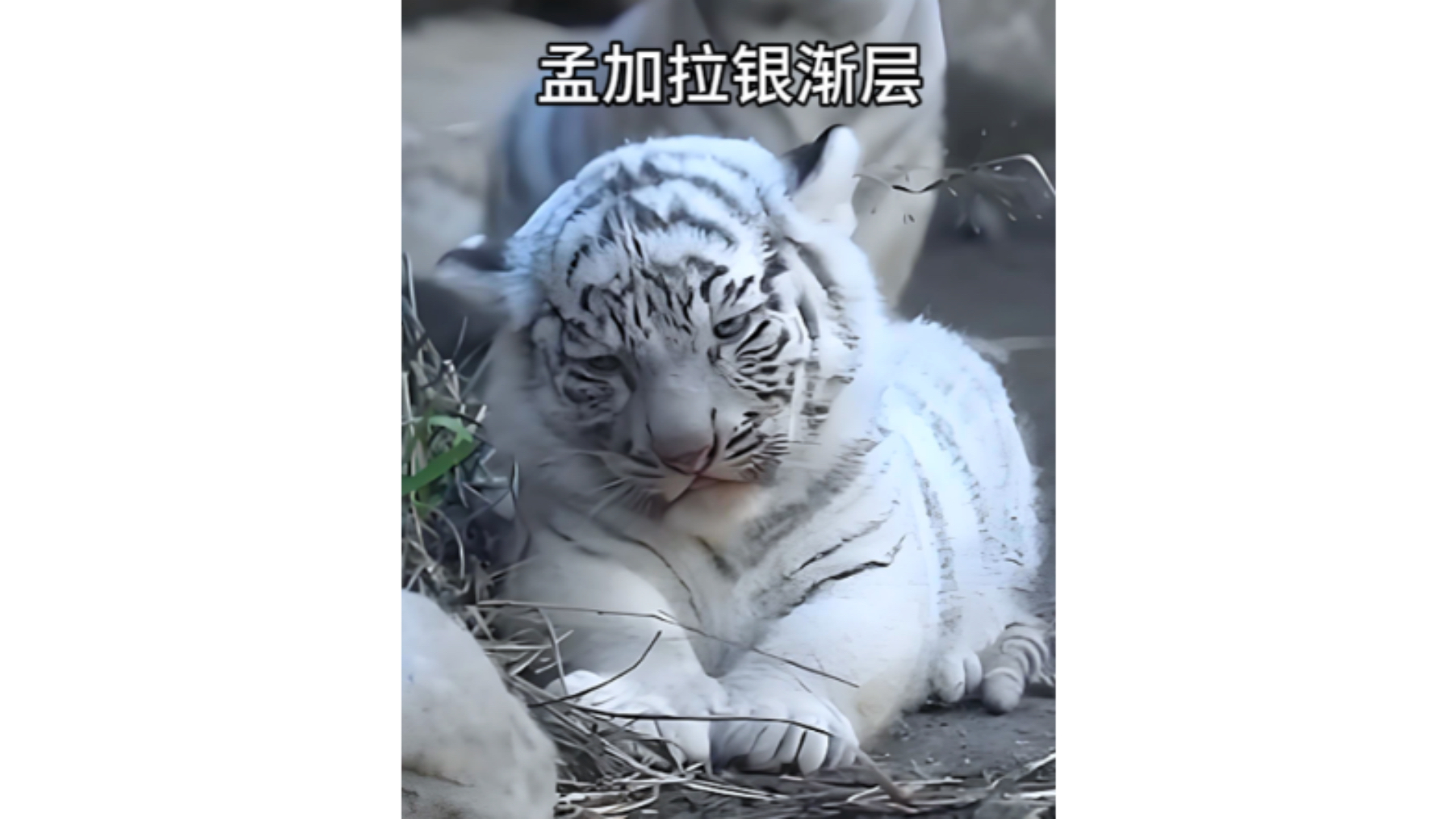 《白虎》书白虎穴肉肉图片的魅力探索