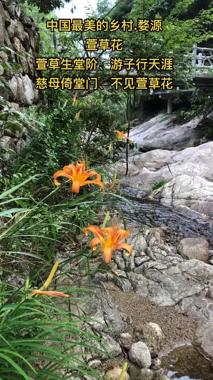 忘忧草在线韩国社区WWW忘忧草在线韩国社区的探索与体验