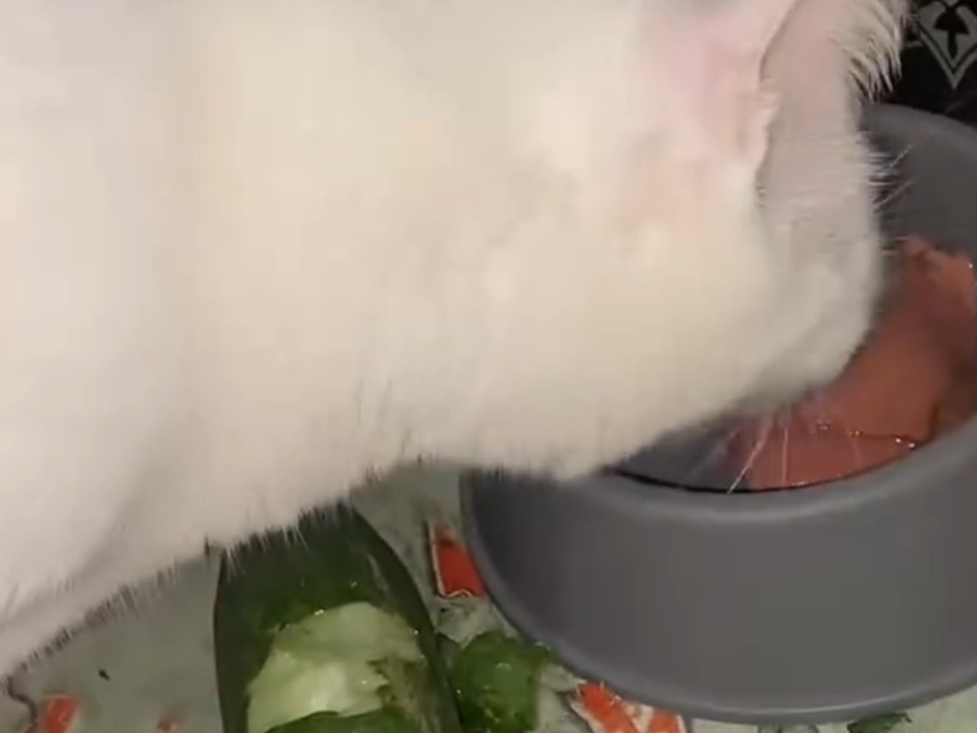 网络红人猫儿网络红人猫儿，从平凡到热门的萌宠故事-第2张图片