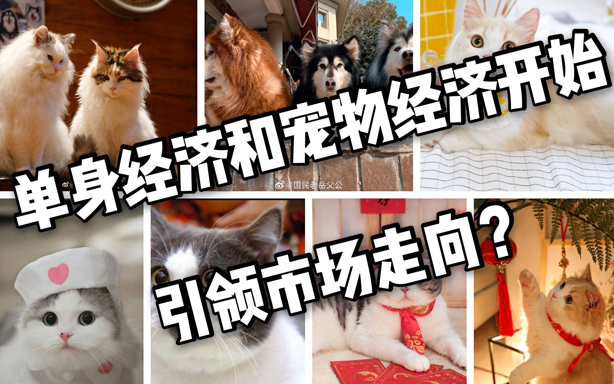 宠物Online数据宠物online，线上世界的新宠儿
