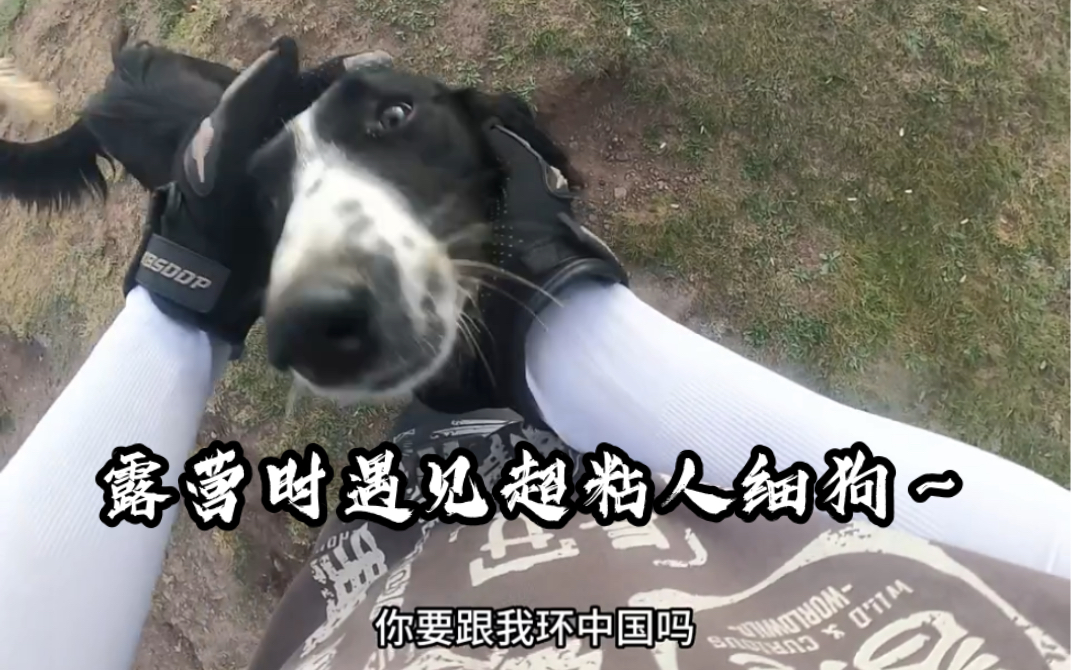 细狗网站现在怎么打开细狗网站，网络时代的全新体验-第3张图片