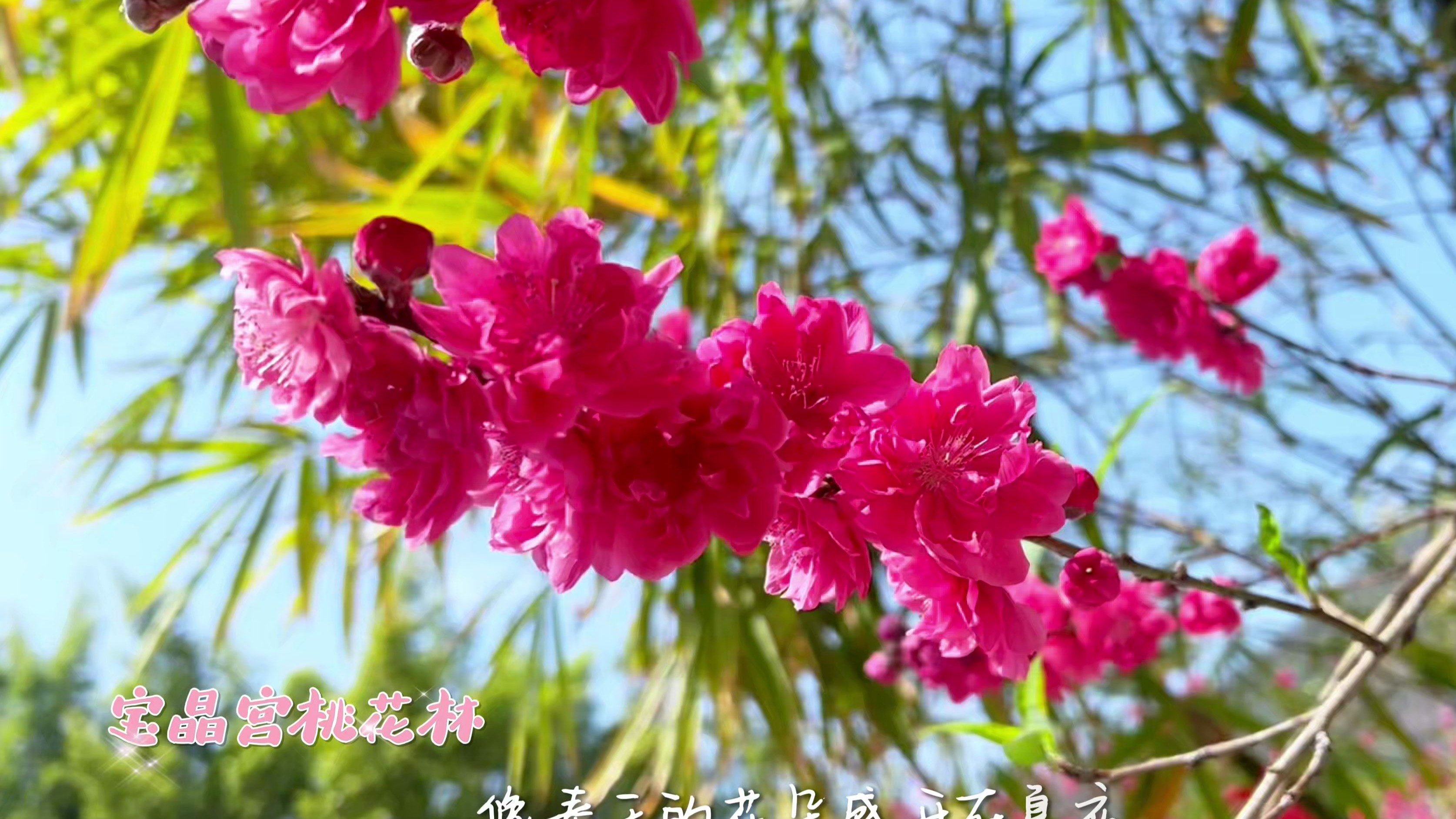 桃花视频在线观看完整版下载桃花视频，在线观看完整版与下载的便捷体验-第3张图片