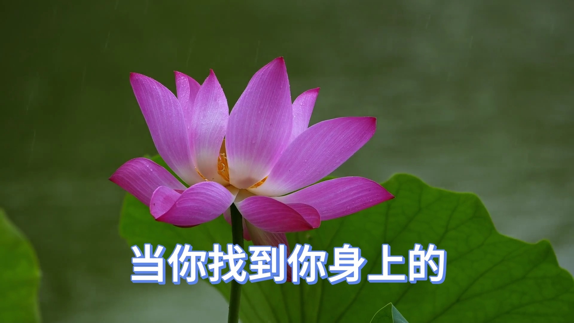 女人半夜莲花开是真的吗视频深入解析女人半夜莲花开的内涵与象征