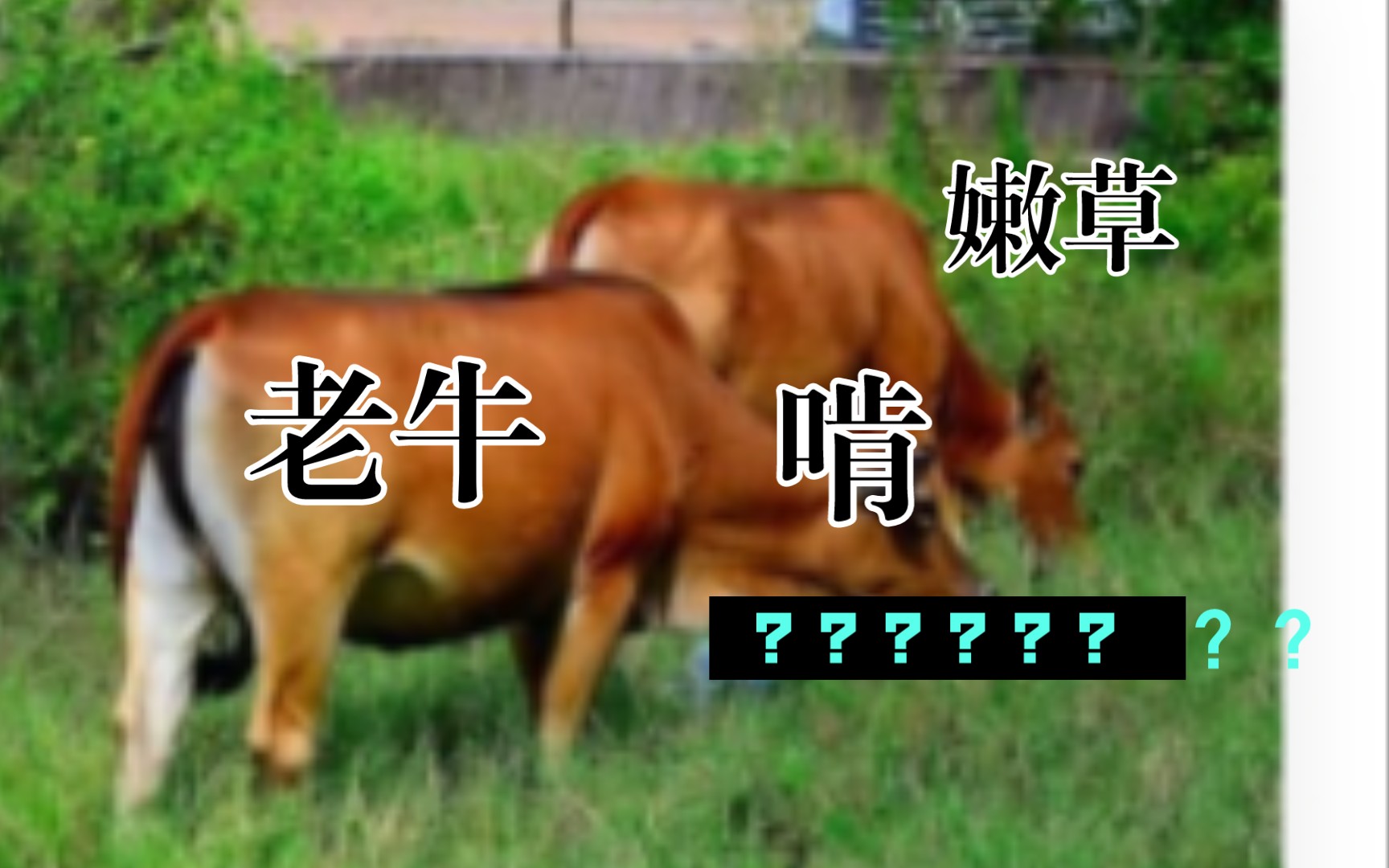 老牛嫩草一三产品价格表老牛嫩草一三产品价格表解析-第1张图片