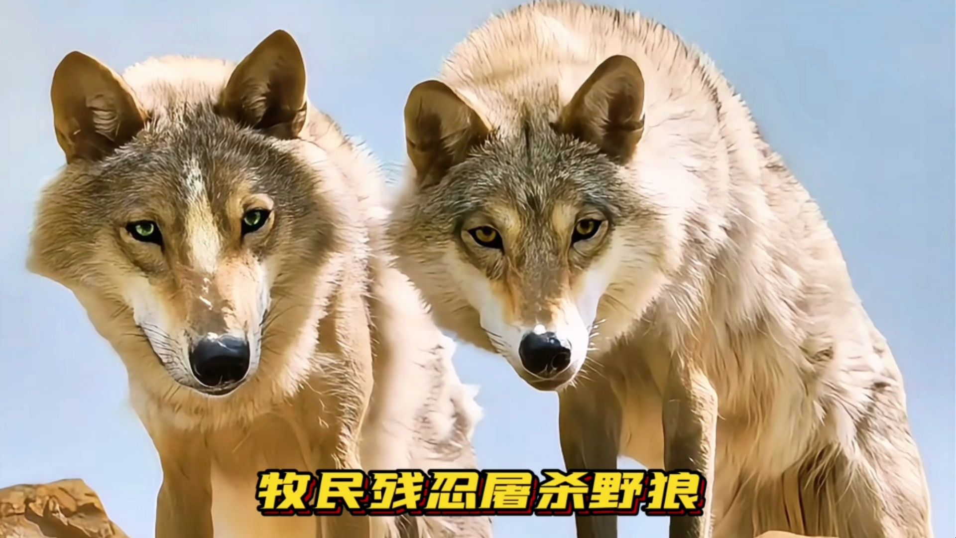 探索狼群生态，在线资源下的狼群视频分享-第2张图片