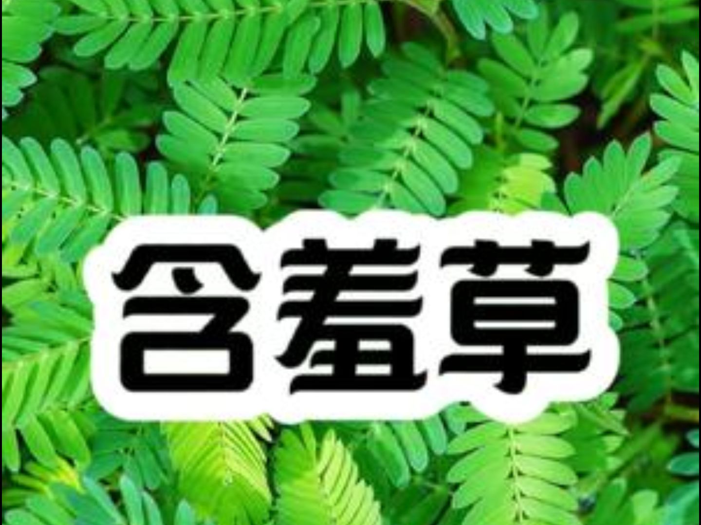 含羞草实验所app体验含羞草成年实验所，探索自然界的奥秘