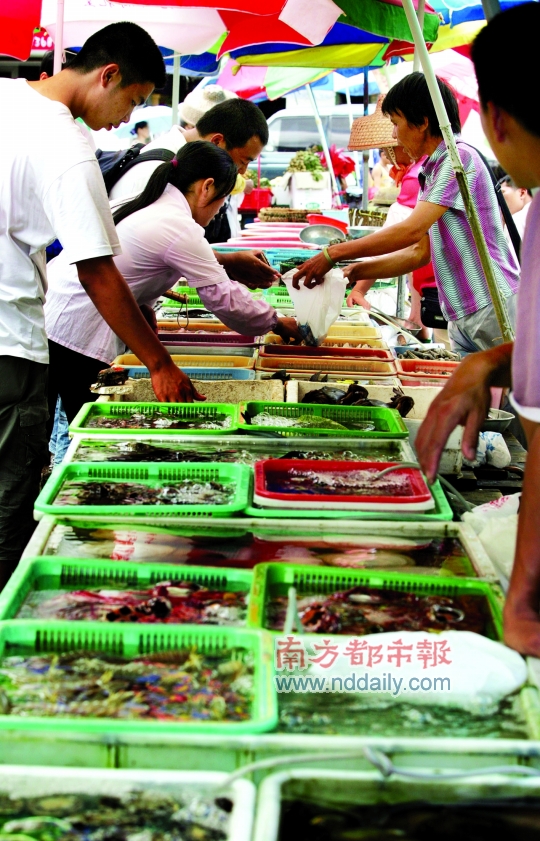 得到超级肉禽系统的紫岭红山解锁全新养殖时代——我的超级肉禽系统体验记-第1张图片