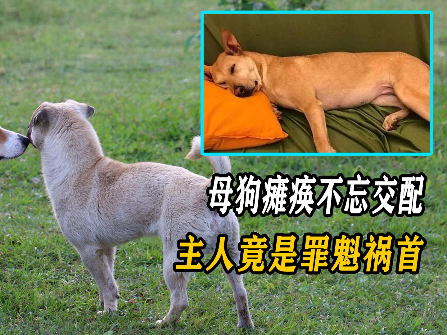 人狗交配关于人狗交配的误解与科学解析