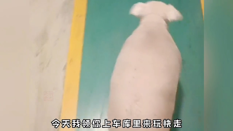 日猪狗最简单的方法探索日猪狗最简单的方法