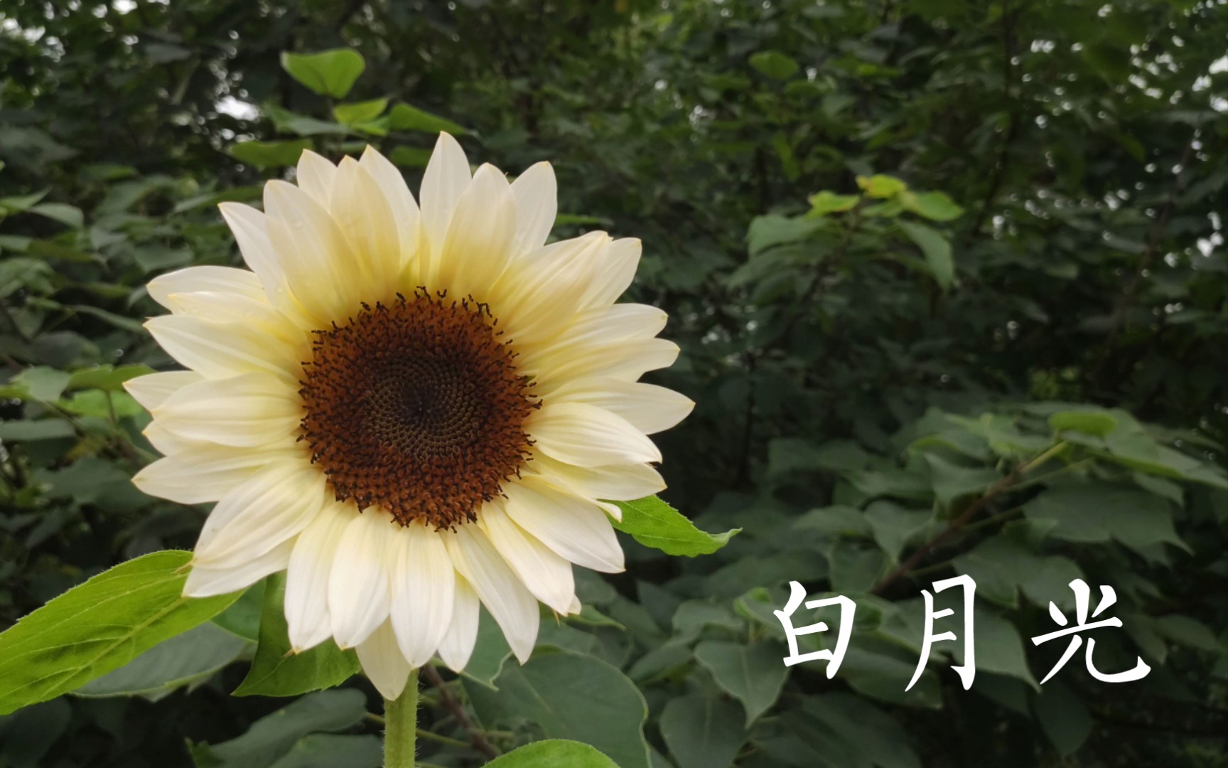探索向日葵视频与草莓官网的下载之旅