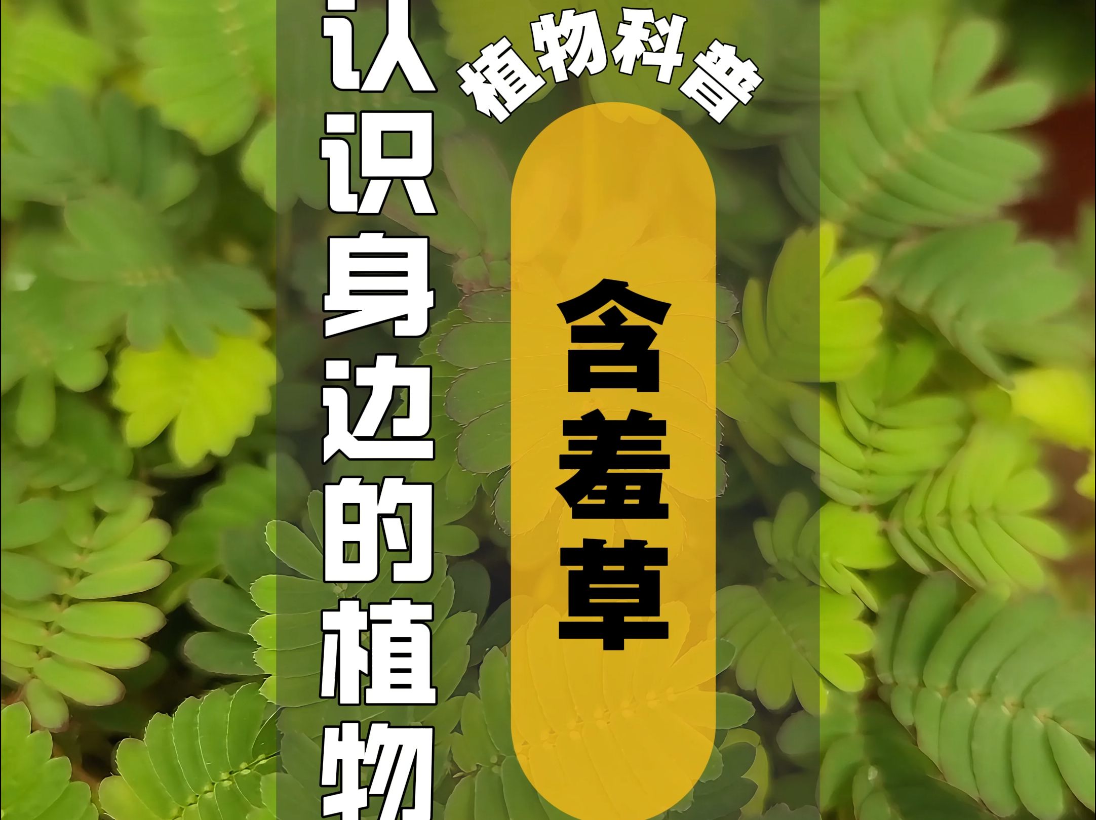 含羞草高清视频在线观看，探索自然界的奇妙现象-第2张图片